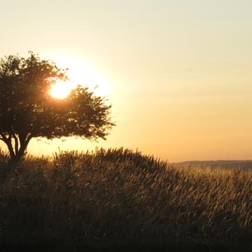 Sun shining through a tree