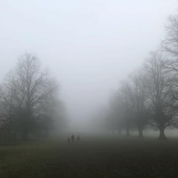 Row of trees in fog