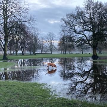 Flooded park with a dog stood in the water. Reflections of the trees can be seen in the flood water