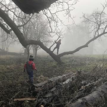 Two children climbing a tree in foggy weather