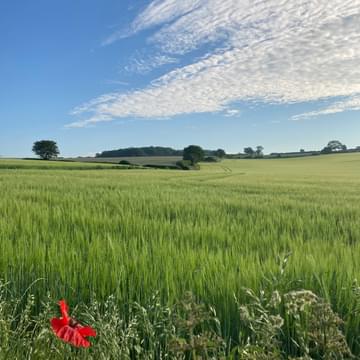 Poppy fields on a sunny day