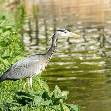 Heron by canal