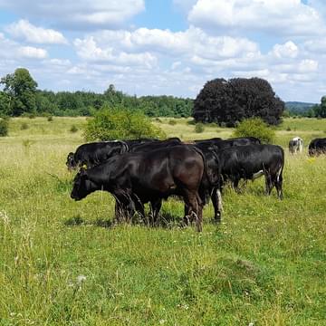 Cows in a field